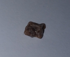 Typhinellus