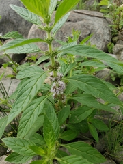 Mentha arvensis