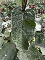 Verbascum nigrum