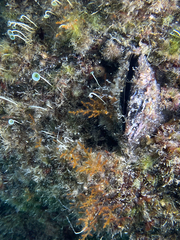 Mytilus galloprovincialis