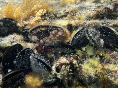 Mytilus galloprovincialis