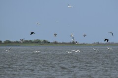 Ichthyaetus ichthyaetus