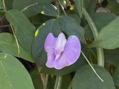 Centrosema pubescens