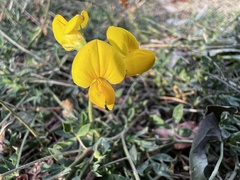 Lotus corniculatus
