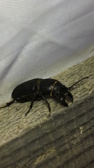 Spondylis buprestoides