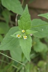 Galinsoga quadriradiata