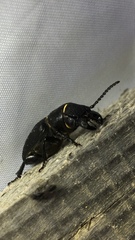 Spondylis buprestoides