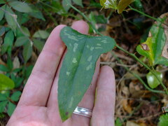 Smilax bona-nox
