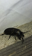 Spondylis buprestoides