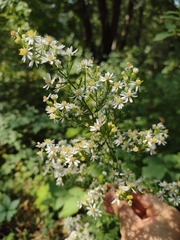 Symphyotrichum urophyllum