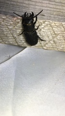 Spondylis buprestoides