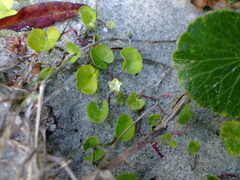 Dichondra carolinensis