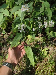 Symphyotrichum urophyllum