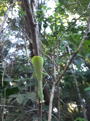 Stagmatoptera binotata