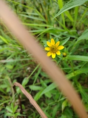 Bidens cernua