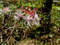 Rhododendron periclymenoides