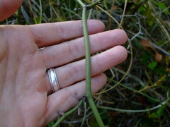 Smilax auriculata