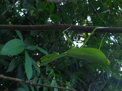 Stagmatoptera binotata