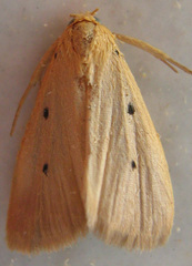 Mimasura tripunctoides