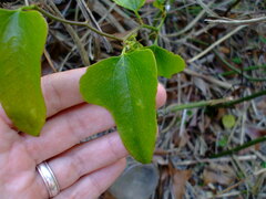 Smilax auriculata