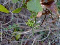 Smilax auriculata