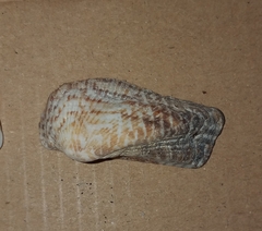 Arca noae