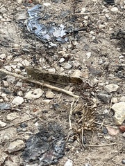 Dissosteira carolina