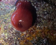 Actinia mediterranea