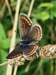 Brown Argus