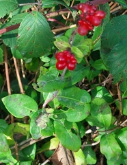 Lonicera periclymenum