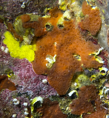 Phorbas fictitius