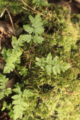 Dryopteris carthusiana