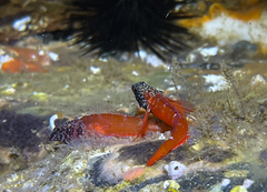 Tripterygion melanurus