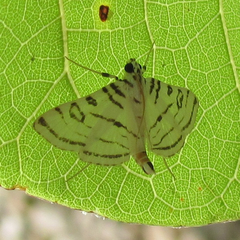 Conchylodes concinnalis