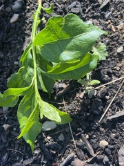 Celastrus orbiculatus