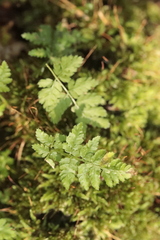 Dryopteris carthusiana