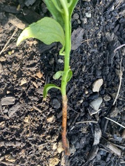 Celastrus orbiculatus