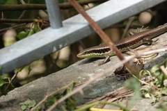 Eutropis longicaudata