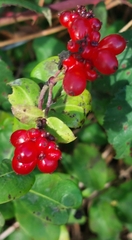 Lonicera periclymenum