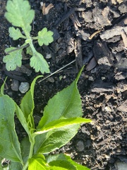 Celastrus orbiculatus