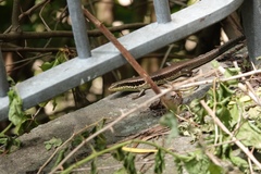 Eutropis longicaudata