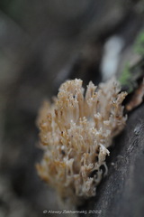 Artomyces pyxidatus