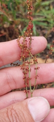 Rumex acetosella