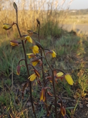 Eulophia hians inaequalis
