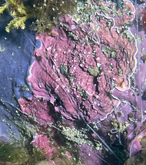 Lithothamnion