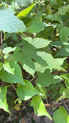 Ampelopsis glandulosa