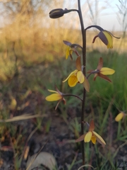 Eulophia hians inaequalis