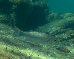 Dicentrarchus labrax