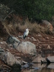 Ardea cinerea cinerea