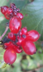 Lonicera periclymenum